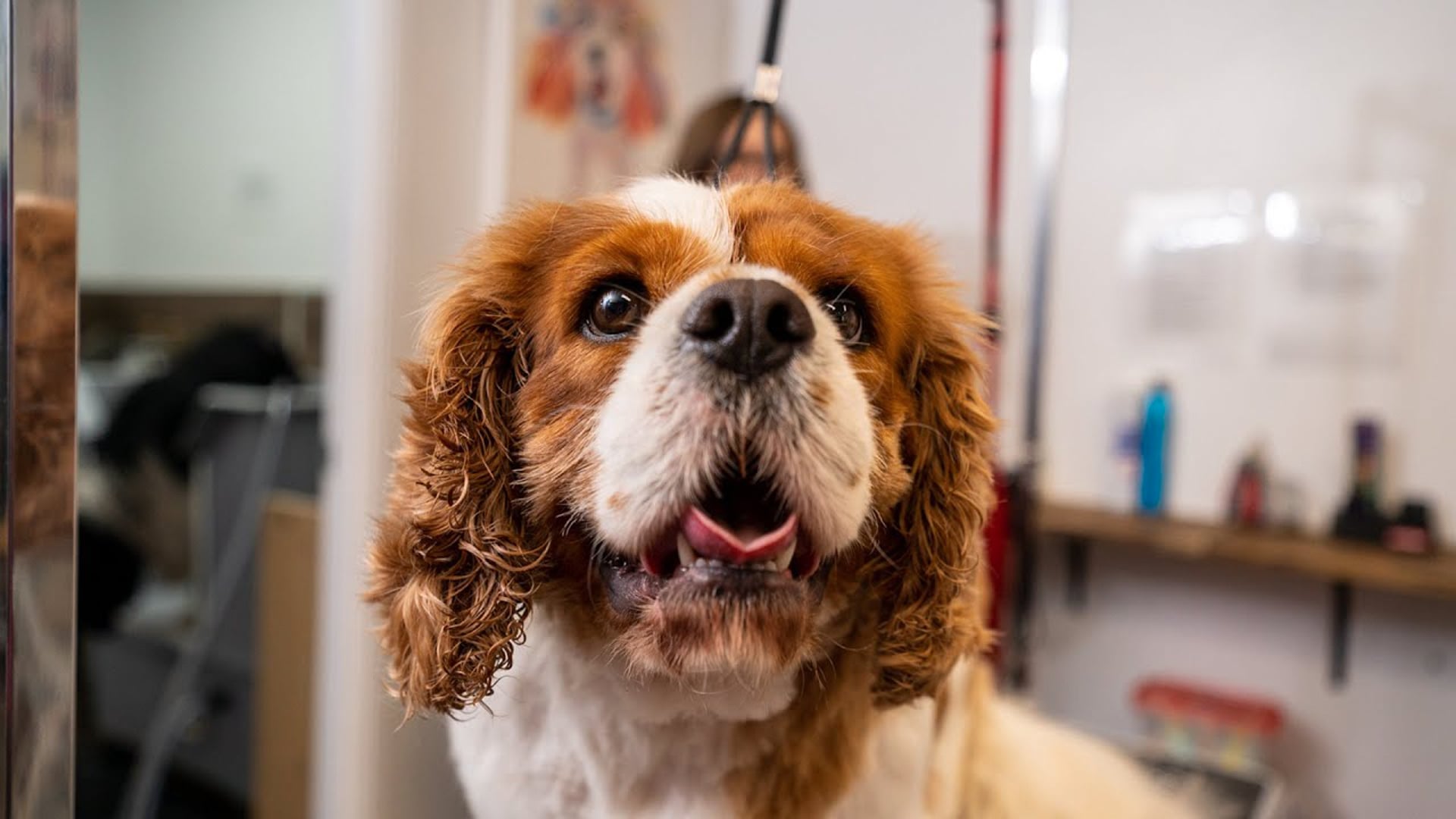 Oasis Pet Styling - Brand Video