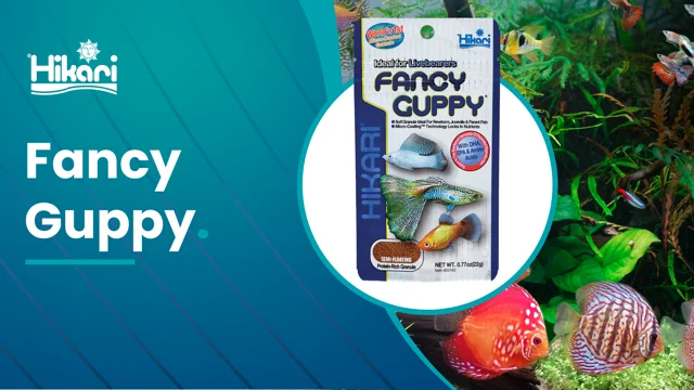 Fancy guppy fish clearance food