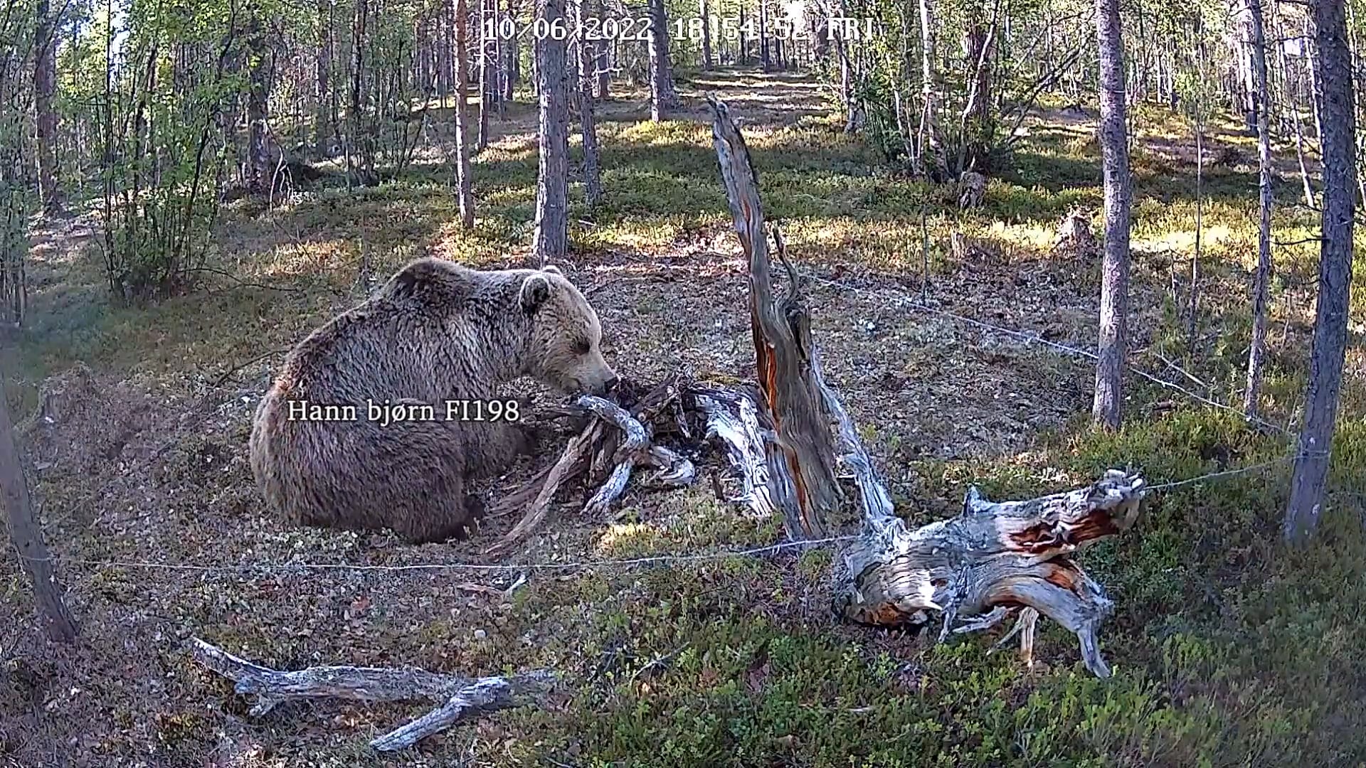 Brunbjørn i Karasjok