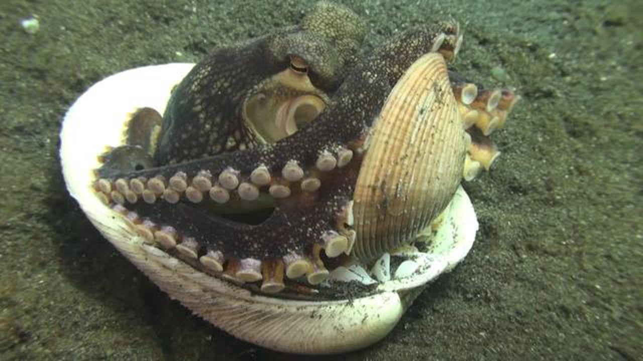 Coconut Octopus - Home Improvements