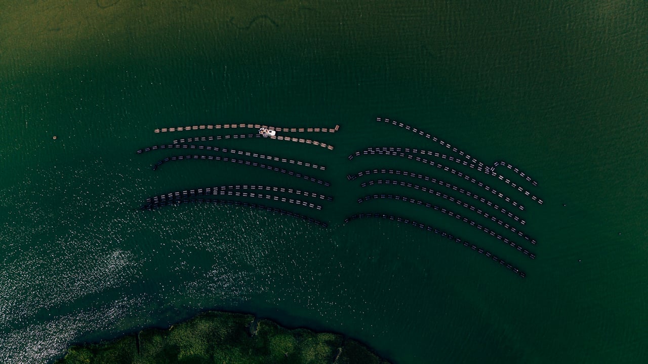 Island Creek Oysters — Everybody Wins
