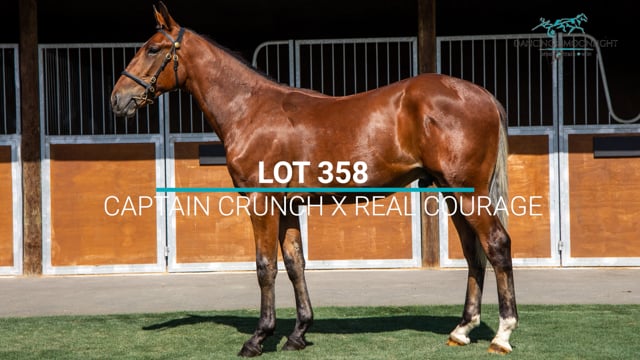 Lot 358