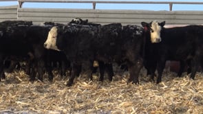 Lot #E - MARTIN BLACK BALDY HEIFERS