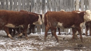 Lot #A - FRIEDT COMMERCIAL HEREFORDS