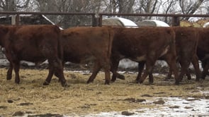 Lot #C - FRIEDT RED BALDY HEIFERS