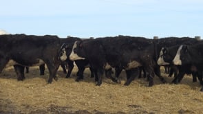 Lot #I - SCHMIDT BRED BWF HEIFERS