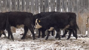 Lot #F - SCHMIT BLACK BALDY HEIFERS