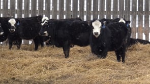 Lot #D - ZENT BLACK BALDY HEIFERS