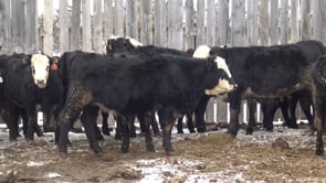 Lot #B - FRIEDT BLACK BALDY HEIFERS