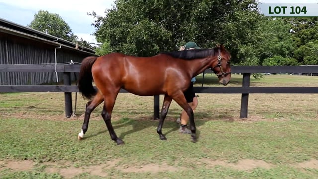 Lot 104