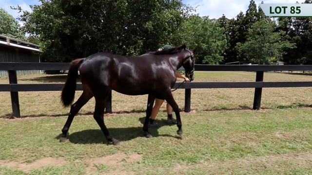 Lot 85