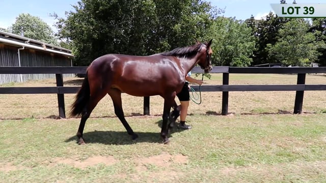 Lot 39
