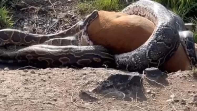 African Rock Python Swallowing an Impala on Vimeo
