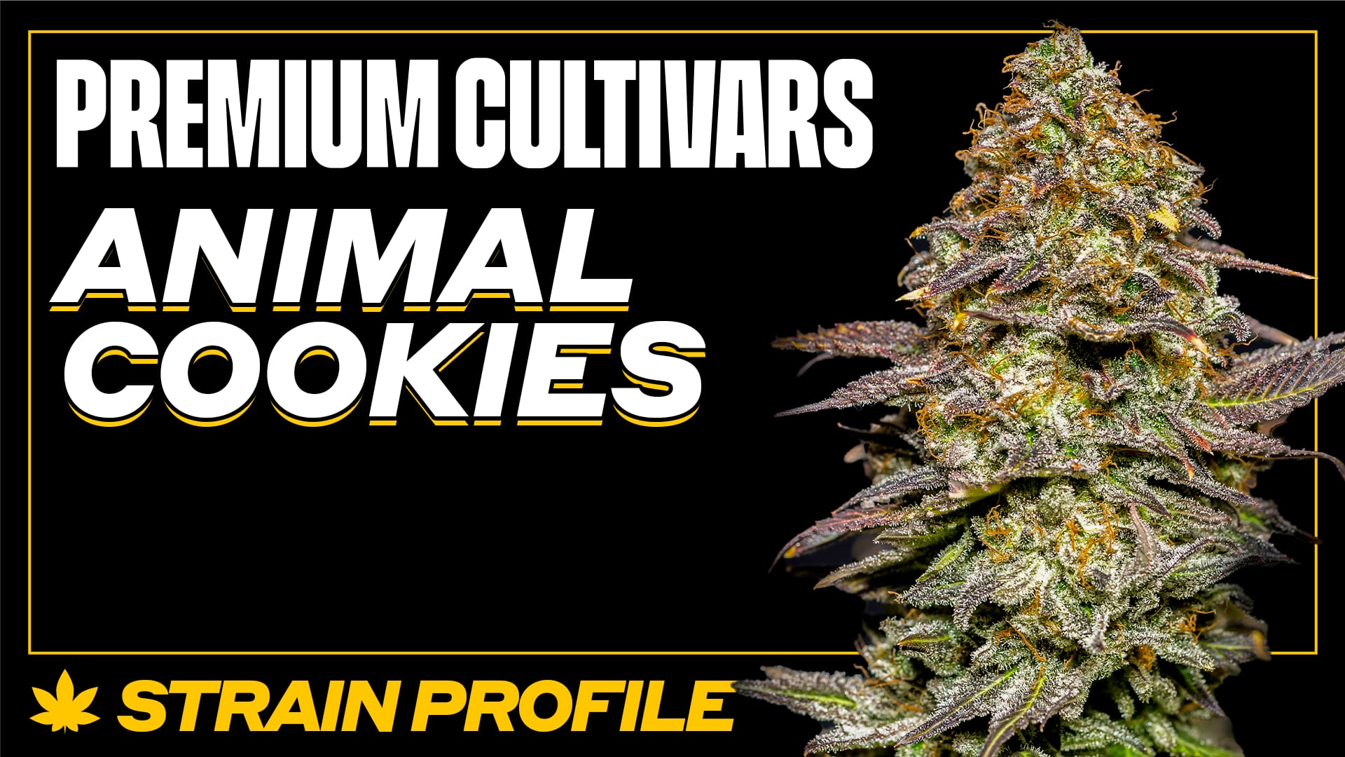Animal Cookies Strain Profile Premium Cultivars on Vimeo
