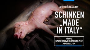 Recherche: Animal Equality deckt Grausamkeit in der Schweinehaltung in Italien auf