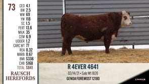Lot #73 - R 4EVER 4641