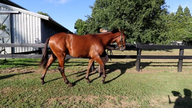 Lot 68