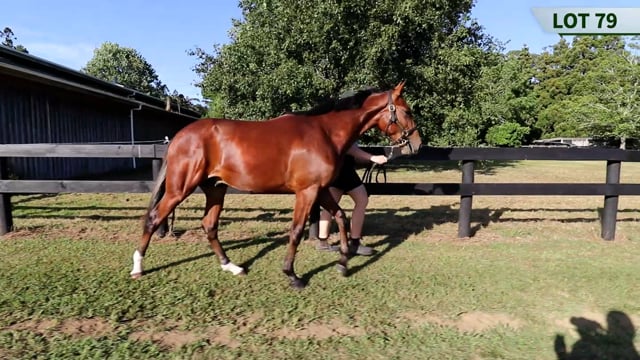 Lot 79