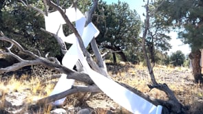 "Money on the Tree" / video-poem collaboration w/ Eleni Sikelianos