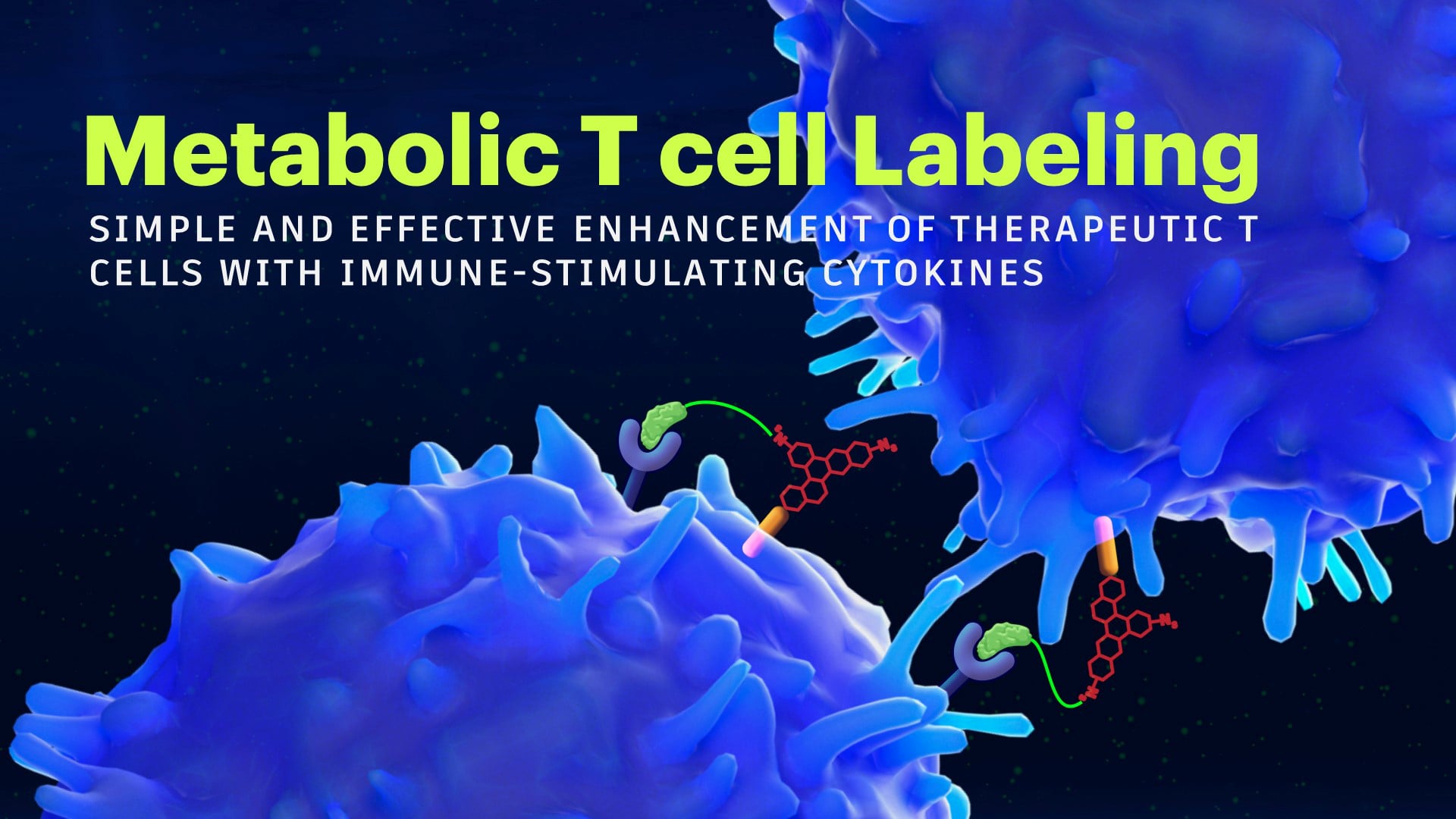 Metabolic T cell Labeling: simple and effective enhancement of therapeutic T cells with immune-stimulating cytokines