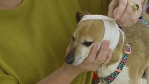 First Aid_ Wrapping a Nicked Ear.mp4