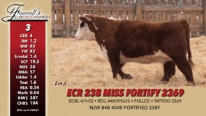 Lot #3 - ECR 238 MISS FORTIFY 2369
