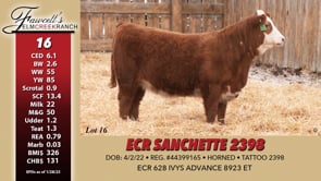 Lot #16 - ECR SANCHETTE 2398