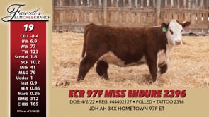 Lot #19 - ECR 97F MISS ENDURE 2396