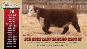 Lot #18 - ECR 8923 LADY SANCHO 2383 ET