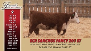 Lot #9 - ECR SANCHOS FANCY 201 ET