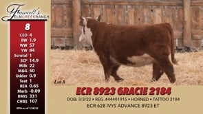 Lot #8 - ECR 8923 GRACIE 2184