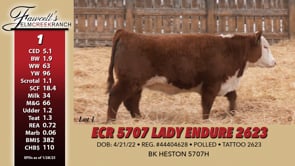 Lot #1 - ECR 5707 LADY ENDURE 2623