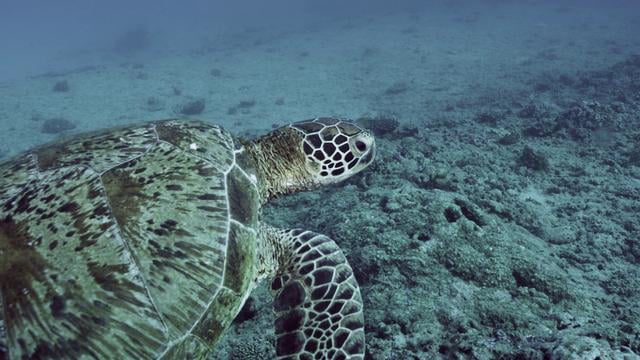 Ningaloo Reef, Western Australia