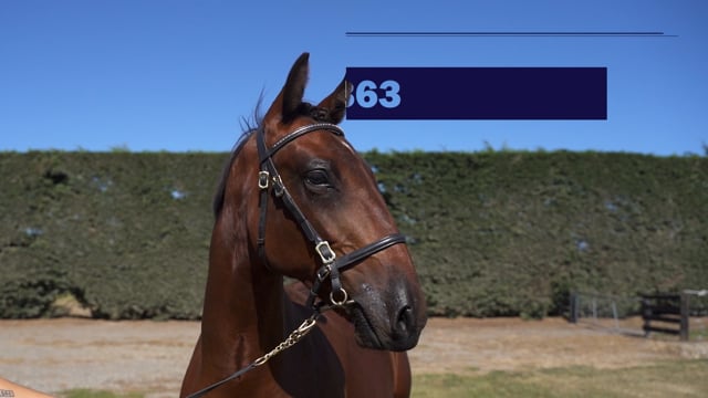 Lot 363