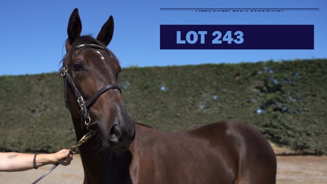 Lot 243