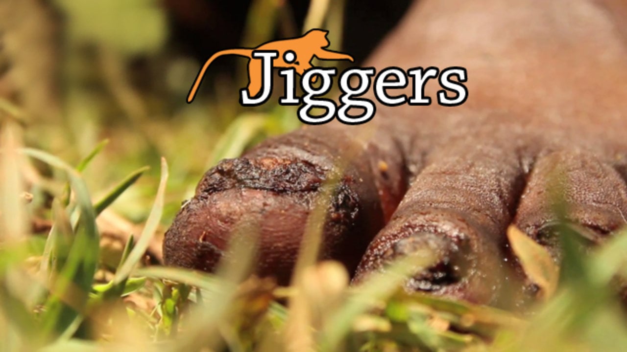 Jiggers on Vimeo