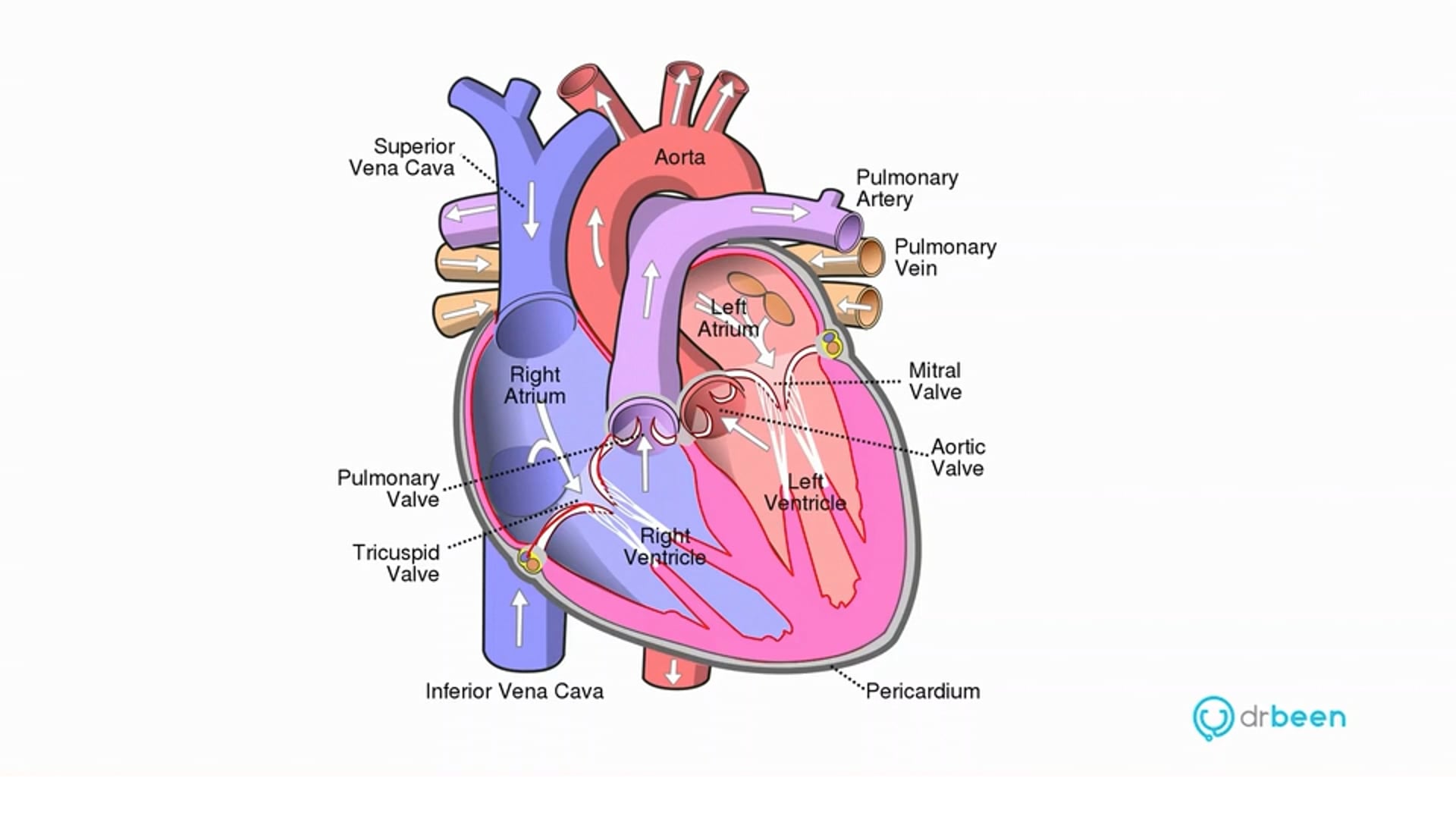 Mitral Regurgitation (Dr. Bhatti)