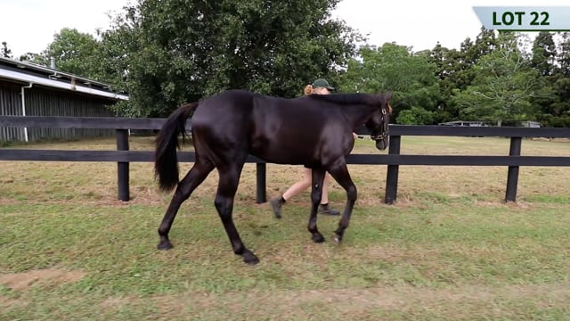 Lot 22