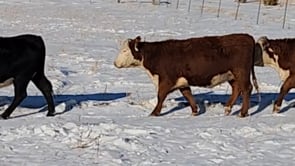 Lot #G - WORONIECKI BRED HEREFORD HEIFERS