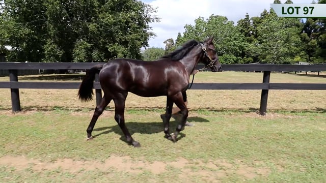 Lot 97