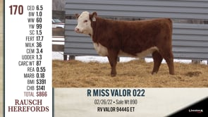 Lot #170 - R MISS VALOR 022