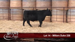Lot #14 - MILLARS DUKE 238