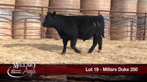 Lot #19 - MILLARS DUKE 250