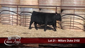 Lot #21 - MILLARS DUKE 2102