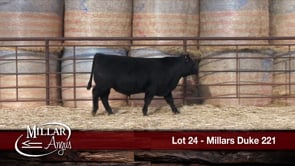 Lot #24 - MILLARS DUKE 221