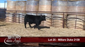 Lot #25 - MILLARS DUKE 2139
