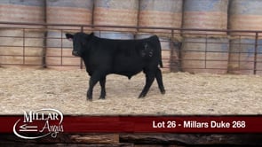 Lot #26 - MILLARS DUKE 268