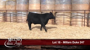 Lot #18 - MILLARS DUKE 247