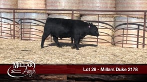 Lot #28 - MILLARS DUKE 2178