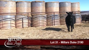 Lot #31 - MILLARS DUKE 2190